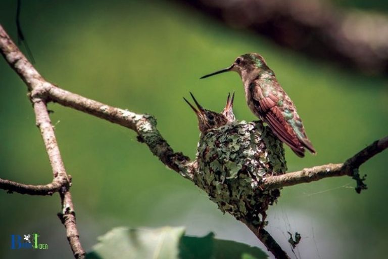 Impact of Breeding Season on Stabilizing Hummingbird Population