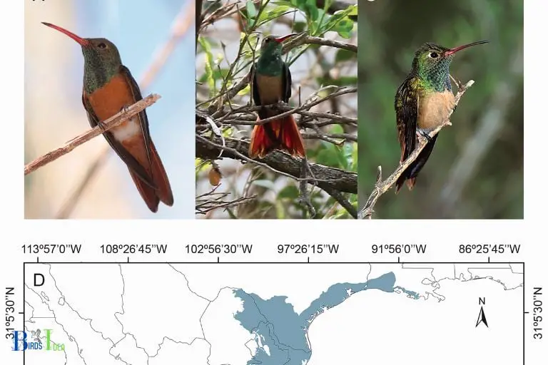 Impact of Climate Changes on Hummingbird Migration