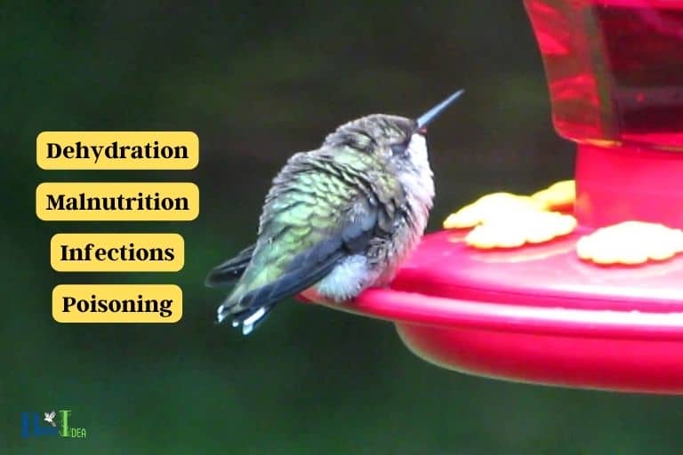 Impact of Cloudy Water on Hummingbird Health