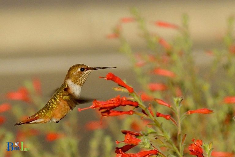 Importance of Hummingbirds in the Environment