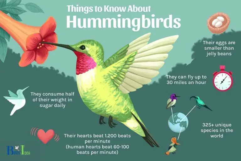 Interesting Facts About Hummingbirds