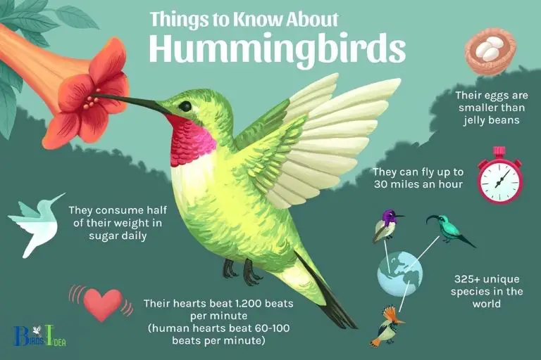 Interesting Facts About Hummingbirds