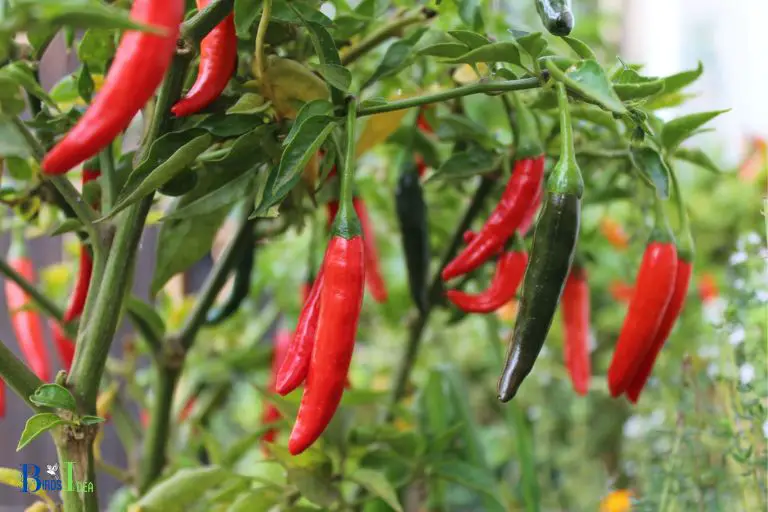 Introduction to Cayenne Pepper and Its Effects on Hummingbirds