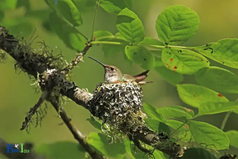 Introduction to Hummingbird Migration