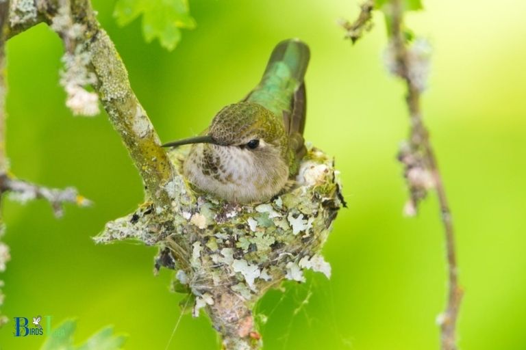 Introduction to Hummingbirds Laying Eggs in California