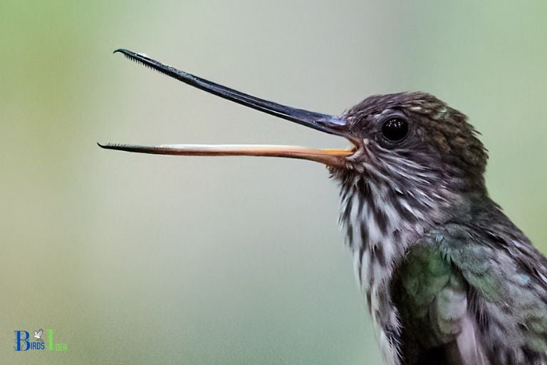 Introduction to Hummingbirds and Teeth