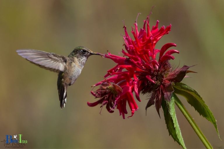 Is Bee Balm Good For Hummingbirds