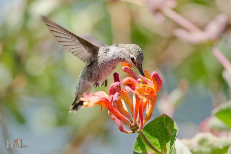 Is Honeysuckle The Best Source of Nectar For Hummingbirds