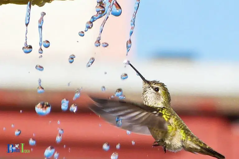 Is it Necessary for Hummingbirds to Find Shelter When it Rains