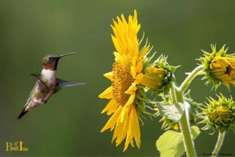 Large Surface Area for Feeding