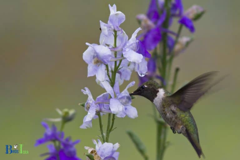 Larkspur