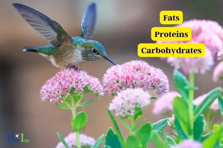 Macronutrients in Hummingbirds Diet