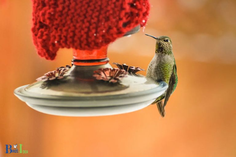 Making the Feeder Uncomfortable to Discourage Woodpeckers