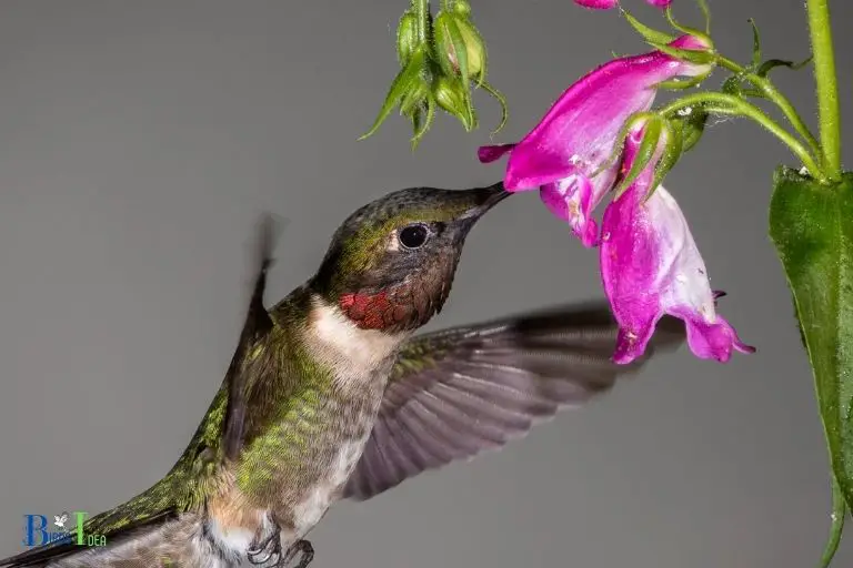 Migration Habits of Hummingbirds in Pennsylvania