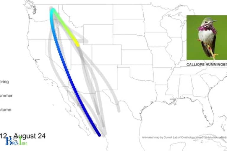 Migration Patterns of Hummingbirds