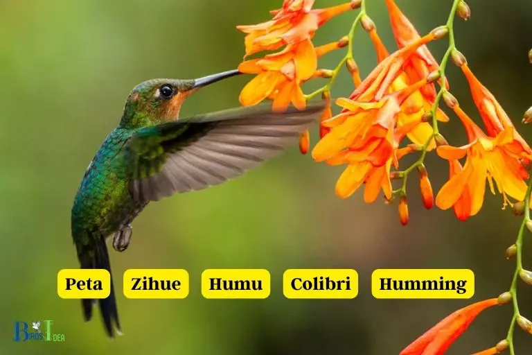 More Names That Mean Hummingbird