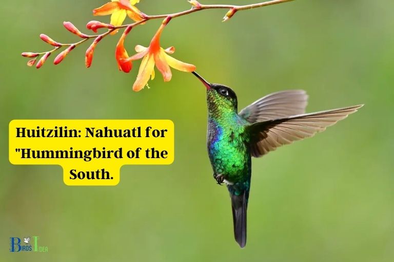 Names That Mean Hummingbird