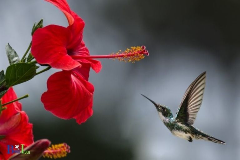 Nectar Attracts Hummingbirds to Hibiscus