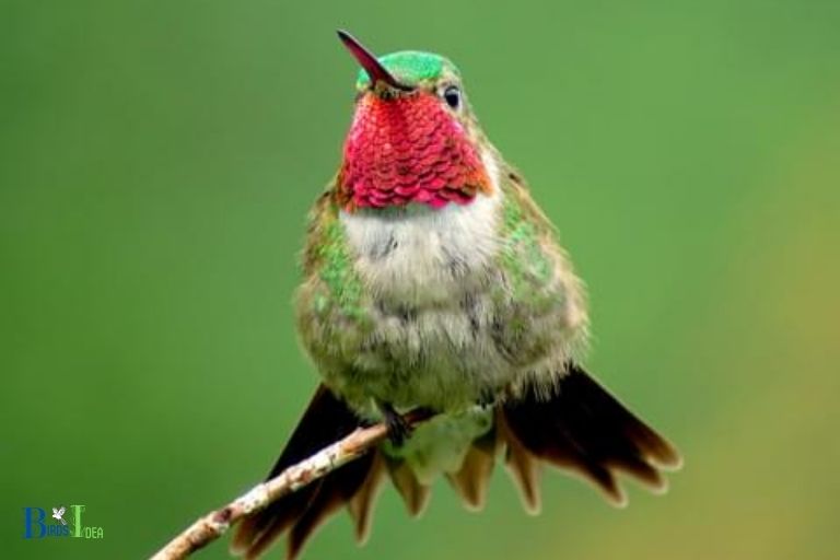 Nest Building Behaviors of the Broad tailed Hummingbird and Ruby throated Hummingbird