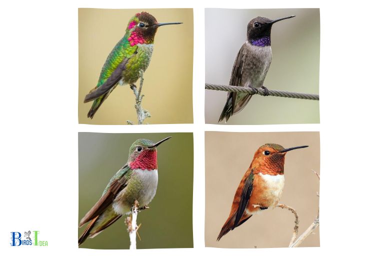 North American Hummingbirds