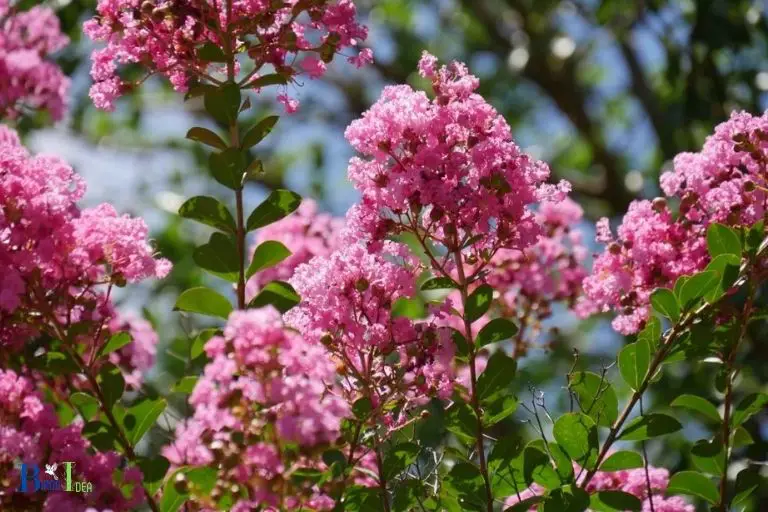Nutritional Benefits of Crepe Myrtle to Hummingbirds