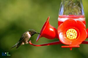 Organic Cane Sugar for Hummingbirds