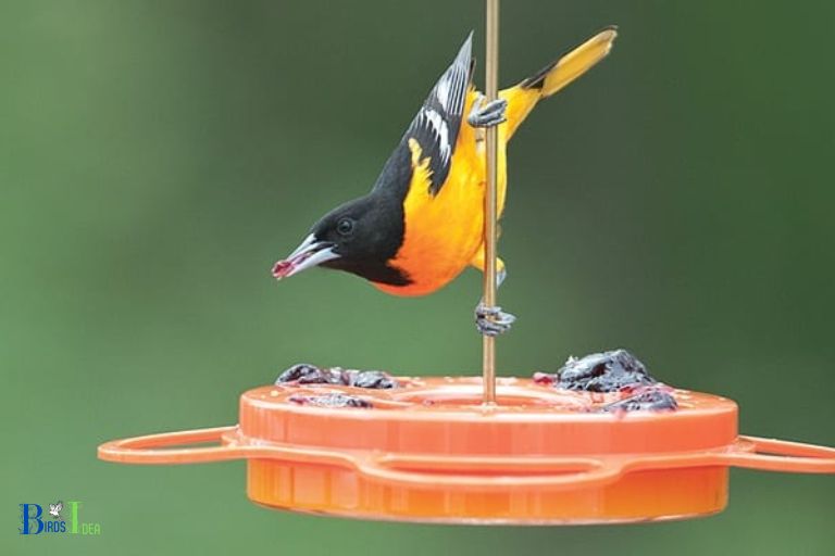 Orioles Can Easily Use The Feeding Ports