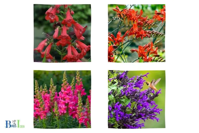 Other Flowers that Attract Hummingbirds