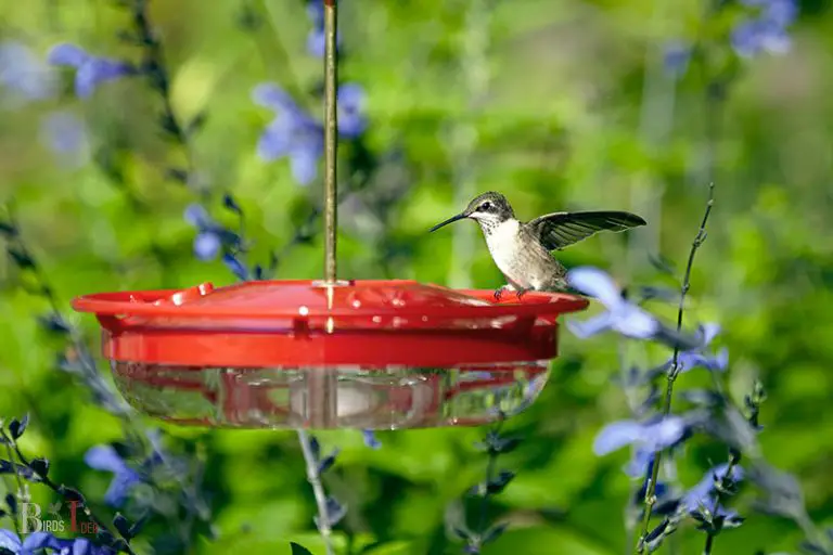 Other Ways to Attract Hummingbirds to Your Garden