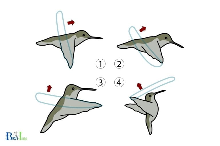 Overview of Hummingbird Flight