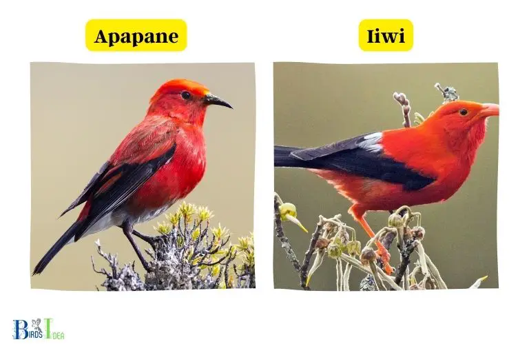 Overview of Hummingbirds in Hawaii