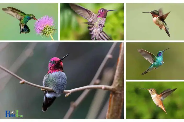 Overview of Hummingbirds in Michigan