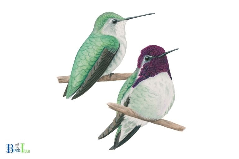 Overview of Hummingbirds