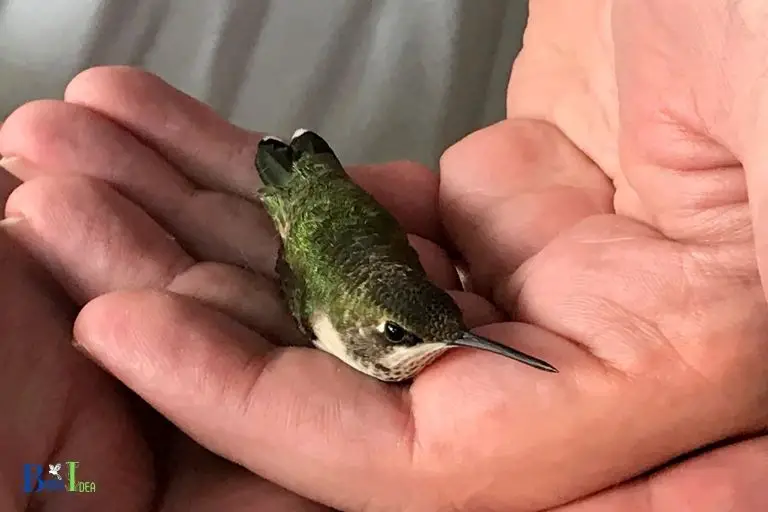 Physical Abilities of a Hummingbird