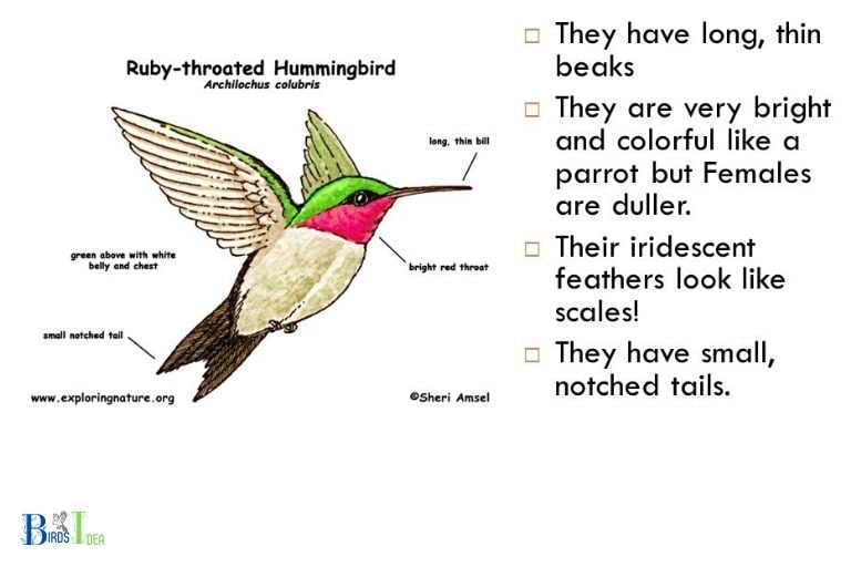 Physical Characteristics of Hummingbirds