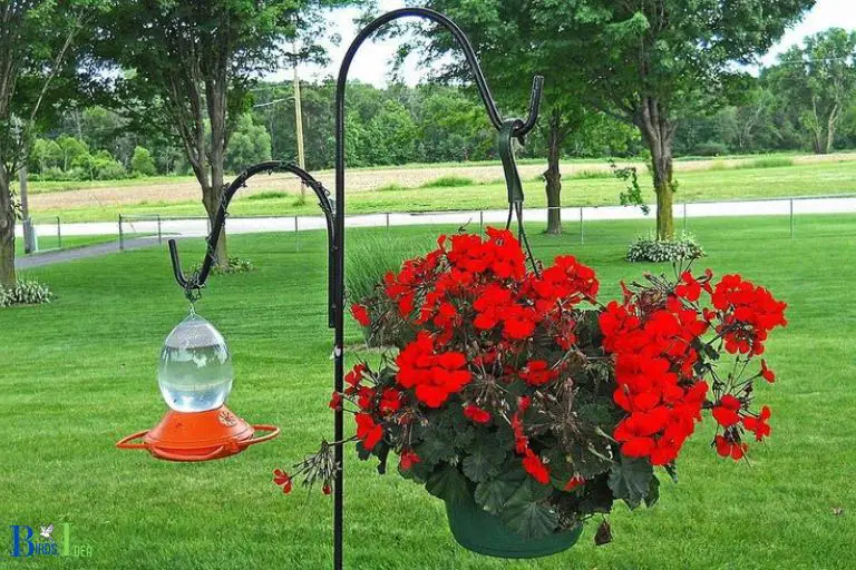 Placing a Feeder Near Blooms