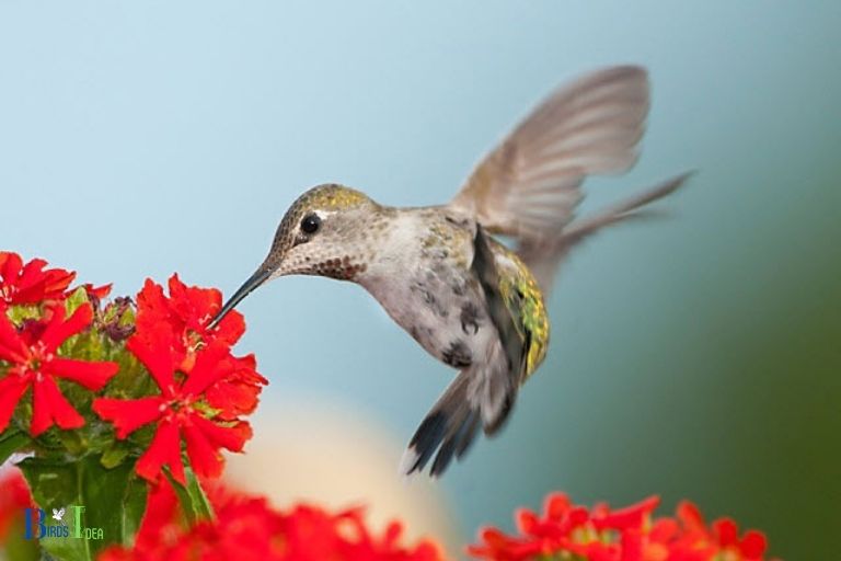 Reasons Why Hummingbirds Are Attracted To Red
