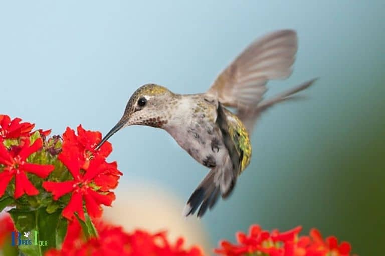 Reasons Why Hummingbirds Are Attracted To Red