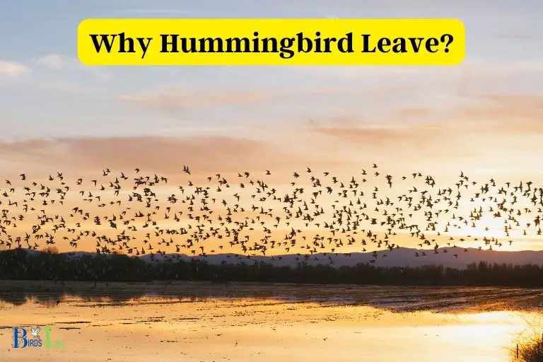 Reasons Why Hummingbirds Leave Maine