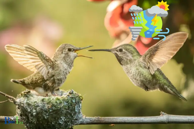 Reasons for Migration of Hummingbirds