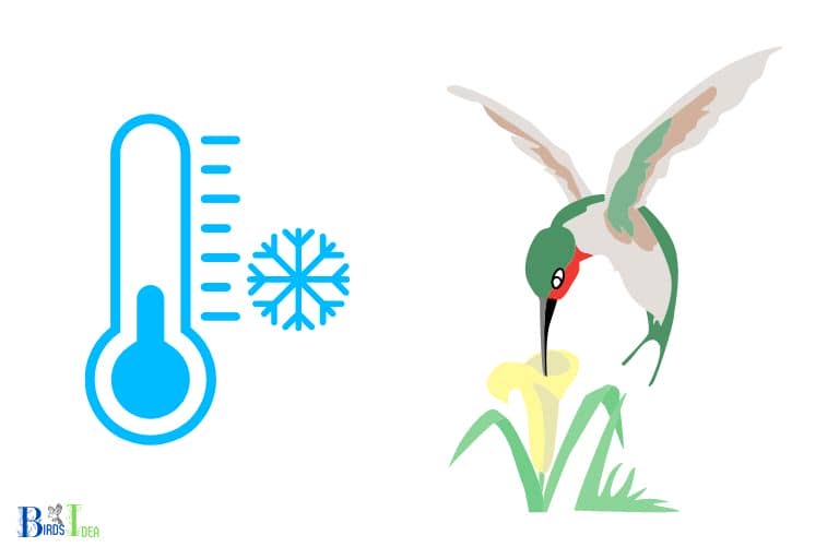 Reasons why Hummingbirds Migrate