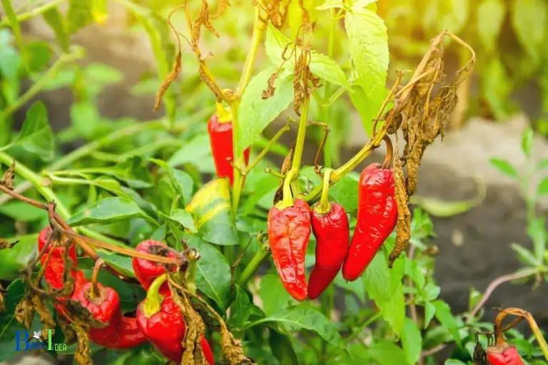 Risk Factors Associated With Cayenne Pepper