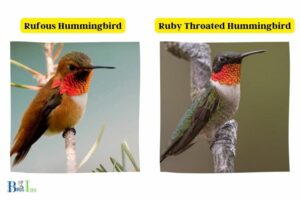 Rufous Hummingbird Vs Ruby Throated: American!