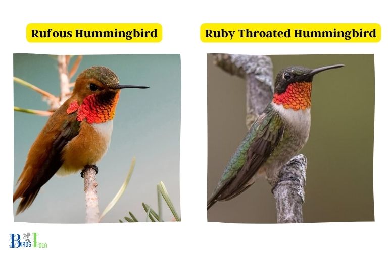 Rufous Hummingbird Vs Ruby Throated
