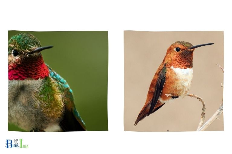 Rufous Hummingbird and Ruby throated Hummingbird
