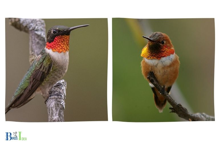 Similarities between Rufous Hummingbird and Ruby Throated Hummingbird