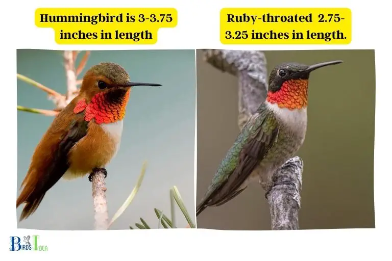 Size Difference between Rufous Hummingbird and Ruby Throated Hummingbird