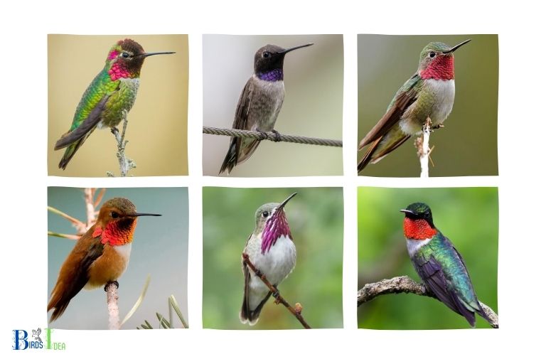 Species of Hummingbirds Attracted to Crepe Myrtle