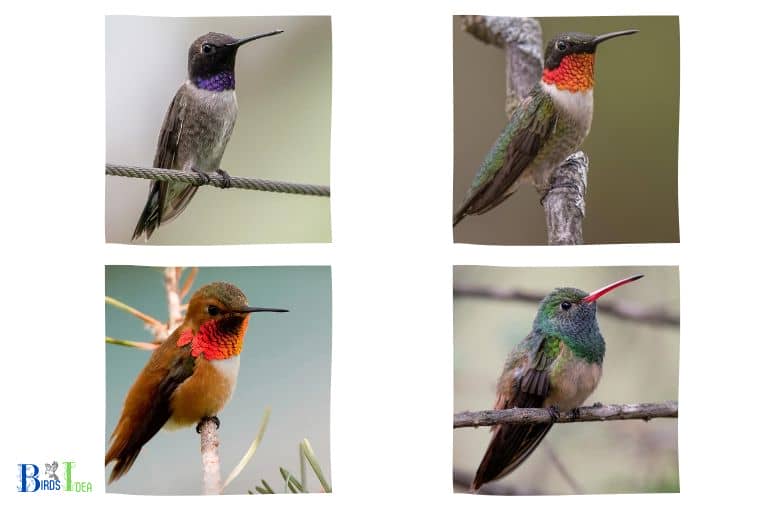 Species of Hummingbirds Found in Texas