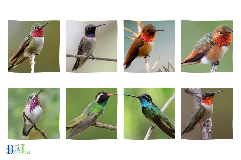 Species of Hummingbirds in Pennsylvania